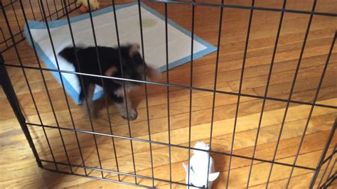 yorkie playpen